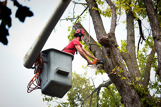 Best Tree and Shrub Care  in Savanna, IL